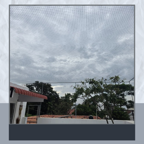 Peacock Safety Net